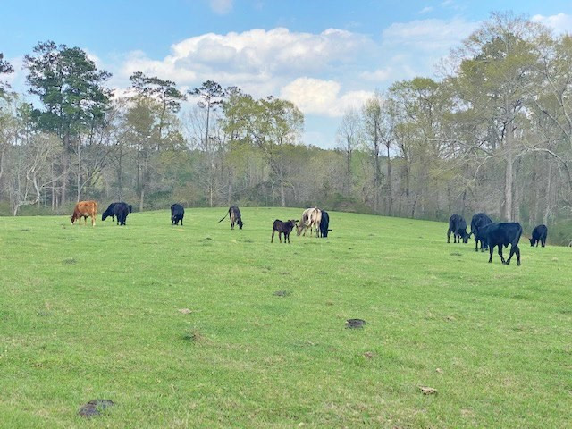 72 Eddie Webb Road Tylertown, MS 39667 - Photo 22 of 29 Photo 22