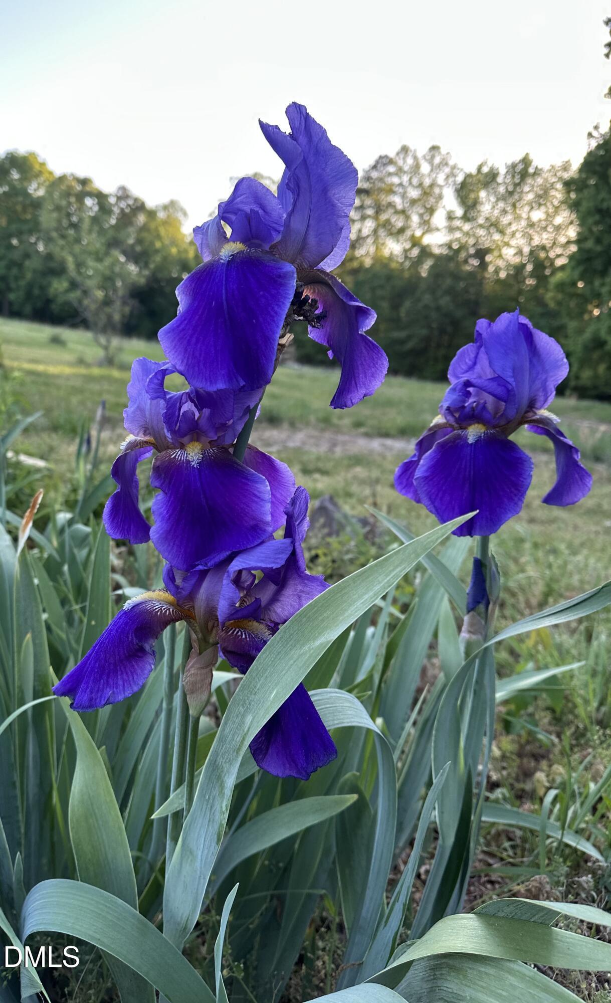 632 Whitt Town Road Roxboro, NC 27574 - Photo 58 of 73 Purple Iris