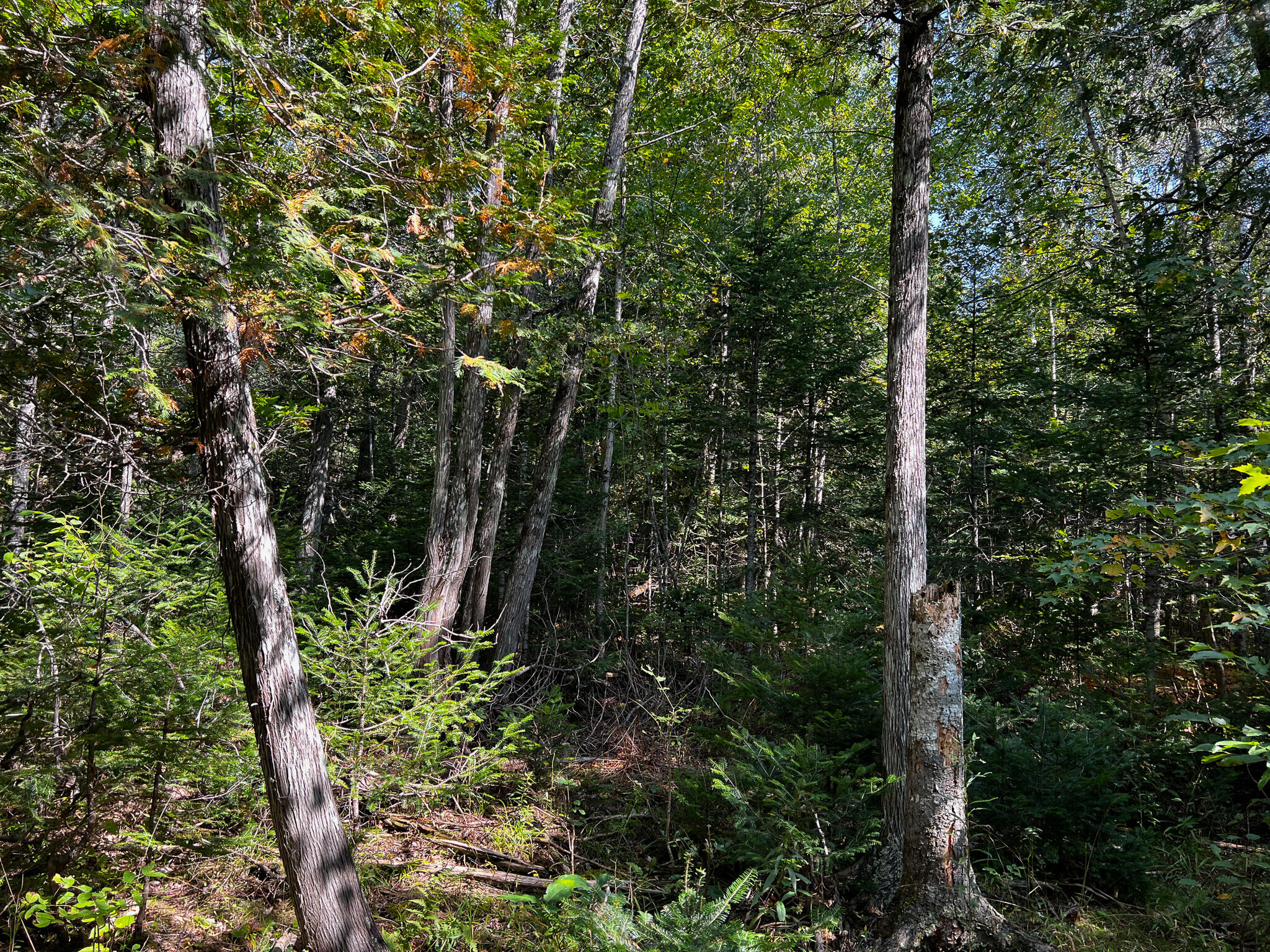 170 Kingman Road Kingman, ME 04451 - Photo 20 of 21 IMG_1122