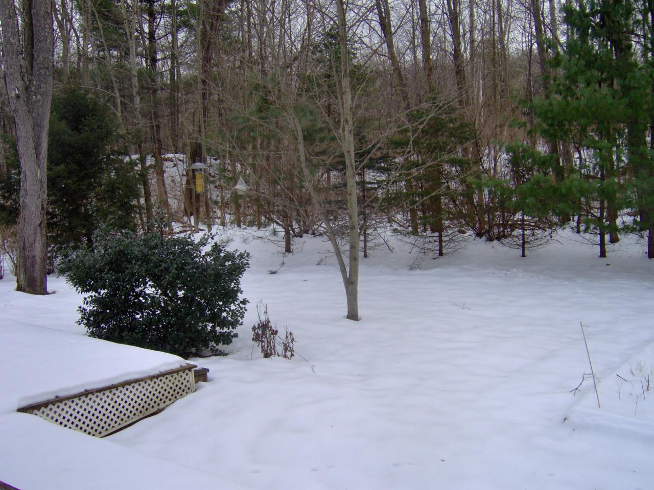back yard