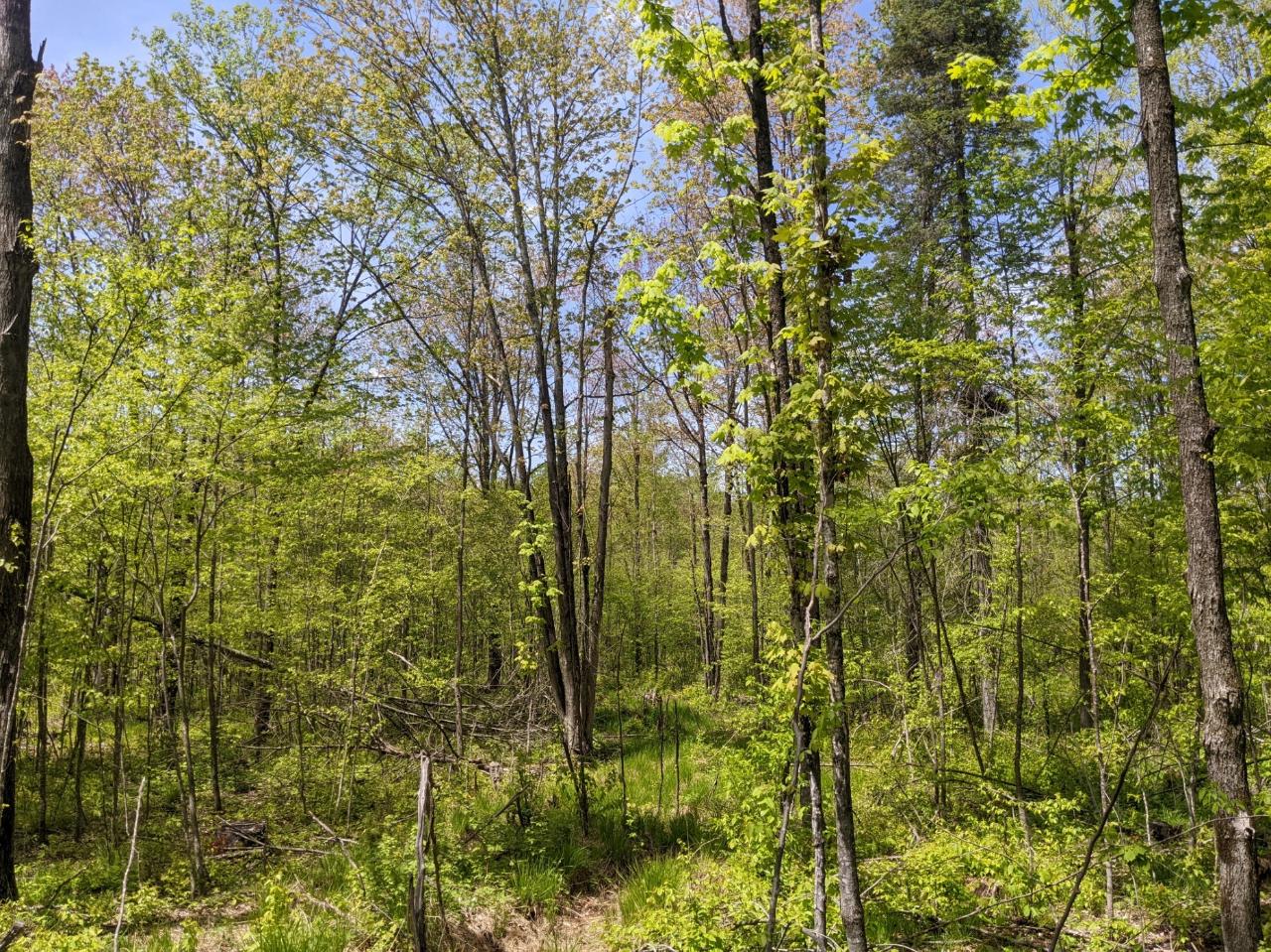 W3068 Wilson Road Glen Flora, WI 54526 - Photo 45 of 61 Gallery Image 45
