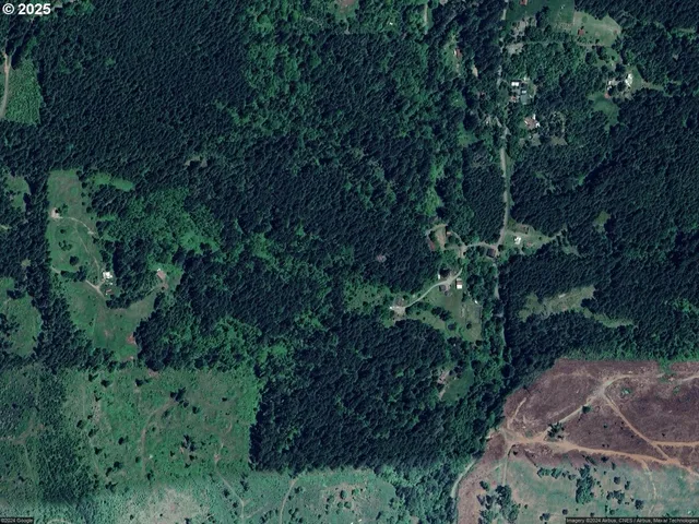 a view of a forest with a tree