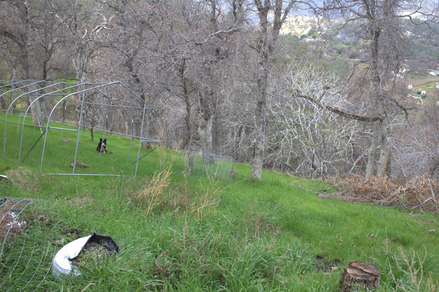 29356 Larkspur Road Tollhouse, CA 93667 - Photo 47 of 56