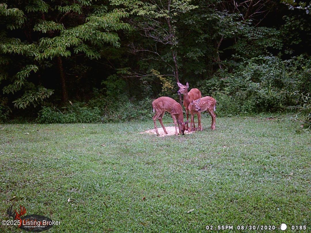 345 Doe Haven Road Ekron, KY 40117 - Photo 42 of 45 wildlife pic