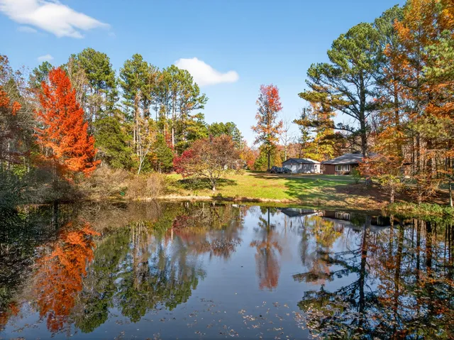 a view of a tree in a garden