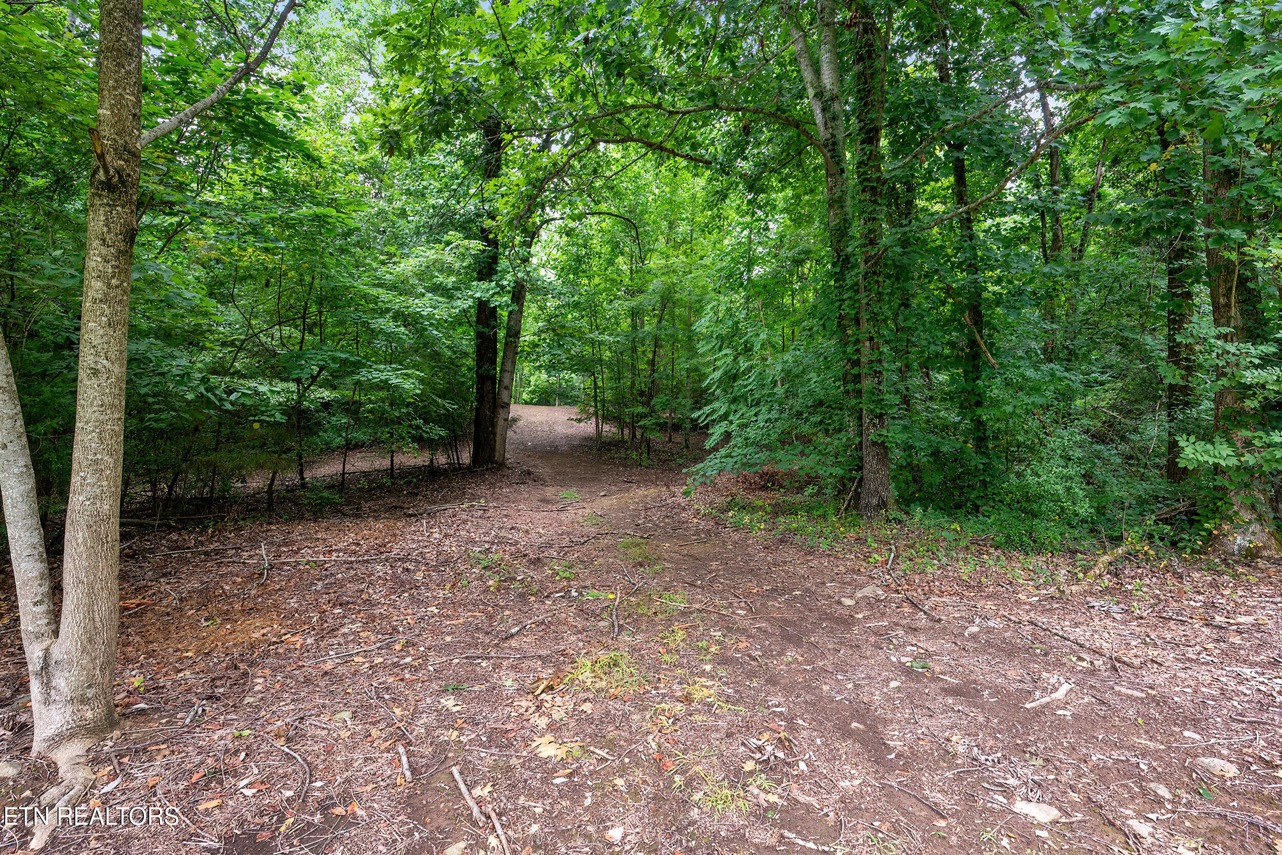 910 English Mountain Road Cosby, TN 37722 - Photo 4 of 55 4