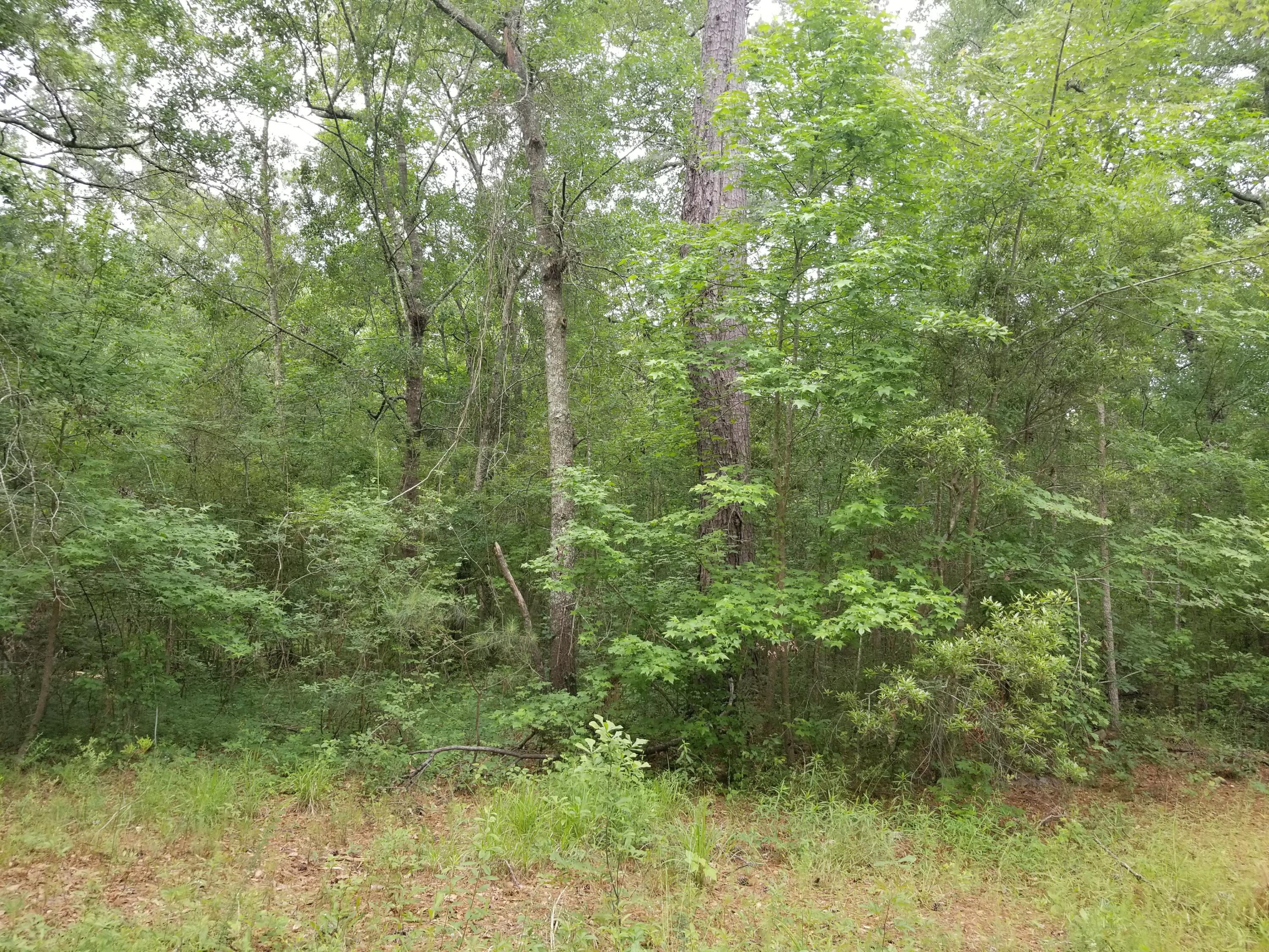 0 Sawyer Ridgeville, SC 29472 - Photo 14 of 18 20180514_101357