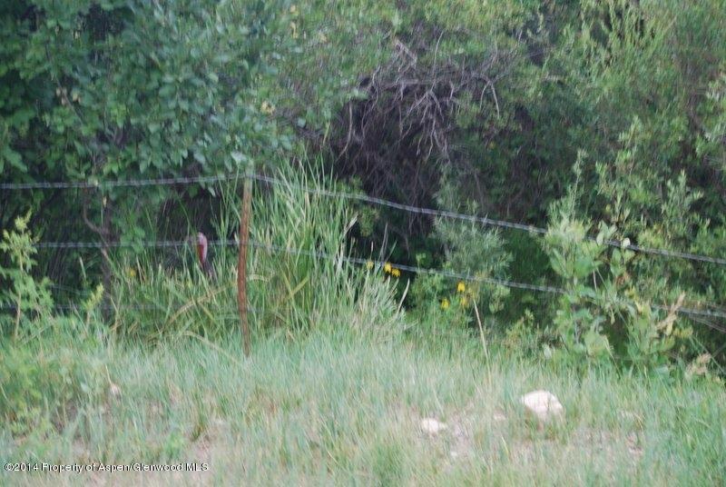 8175 County Road 252 Rifle, CO 81650 - Photo 37 of 39 a view of a lush green forest with lots of trees