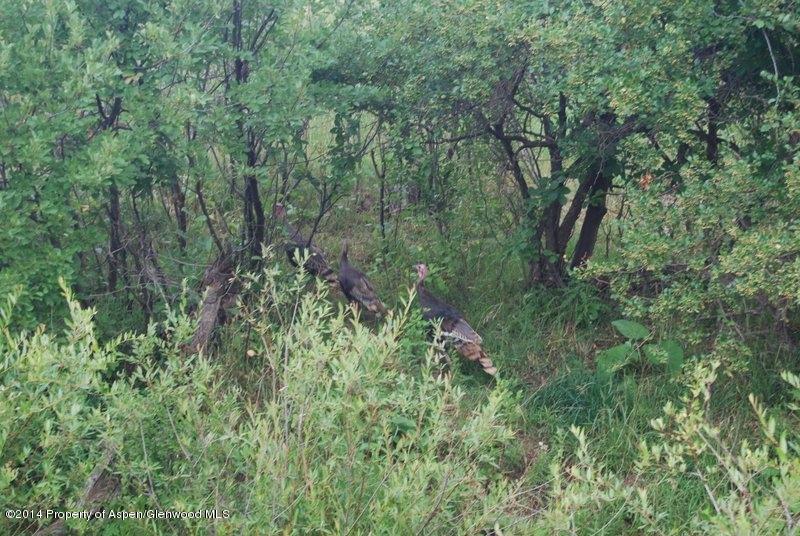 8175 County Road 252 Rifle, CO 81650 - Photo 39 of 39 a view of a lush green forest