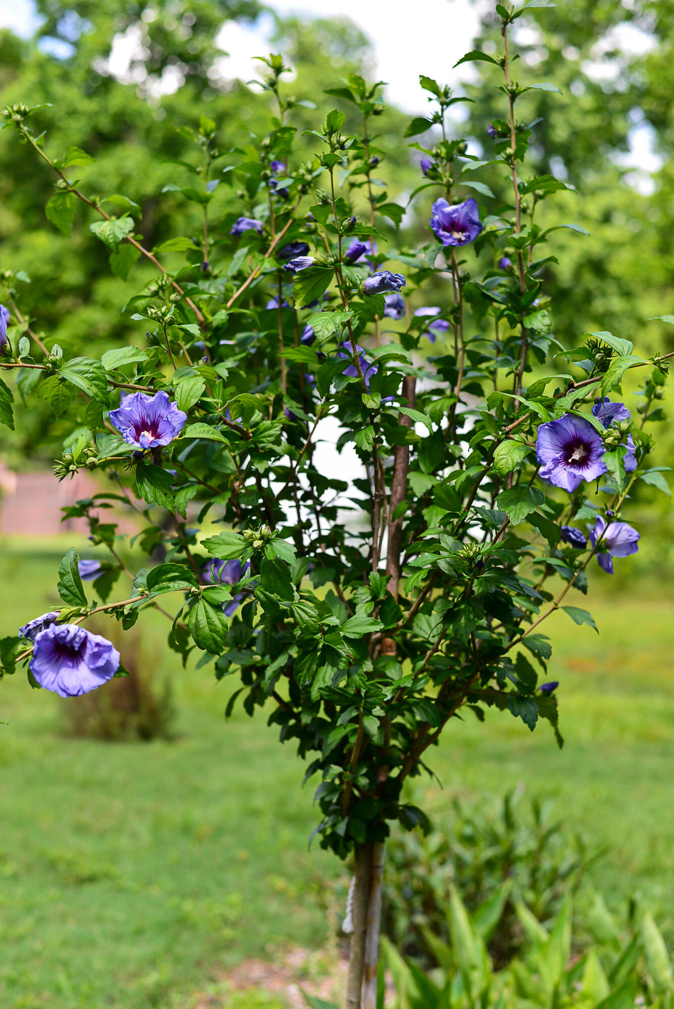 2154 Tanglewood Road Sumter, SC 29154 - Photo 53 of 57 DSC_8779