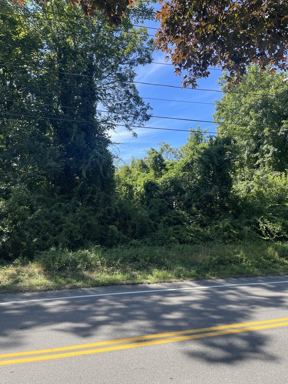 a view of a yard with a large tree