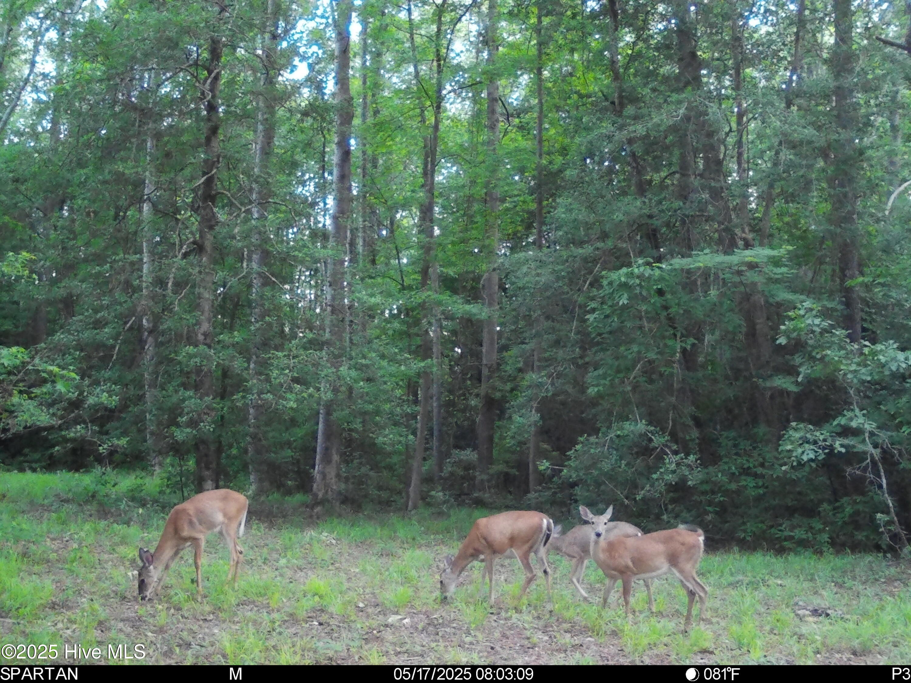 5369 Dilda Church Road Fountain, NC 27829 - Photo 43 of 46 Thriving Wildlife