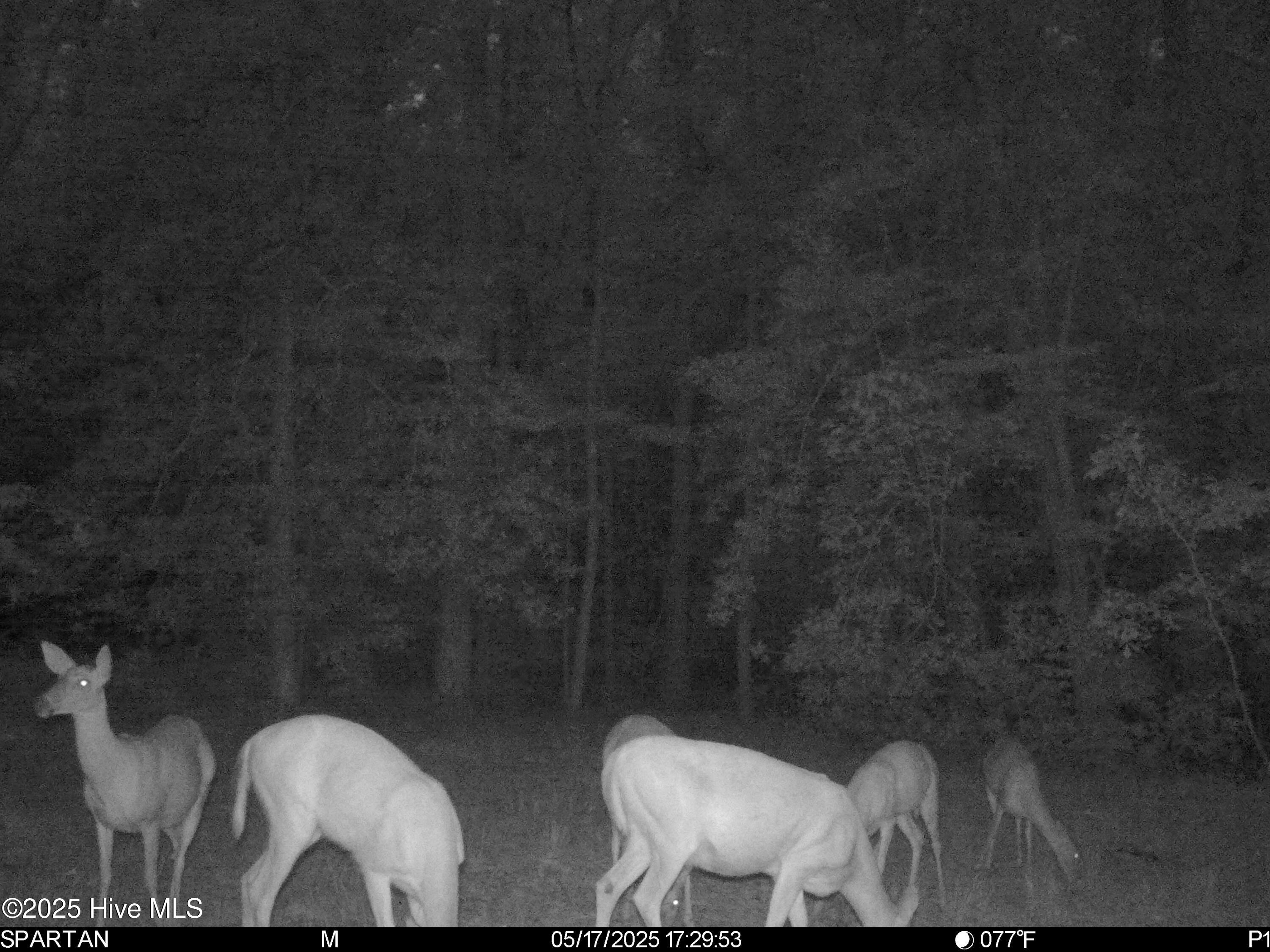 5369 Dilda Church Road Fountain, NC 27829 - Photo 44 of 46 Deer Hunting Opportunities