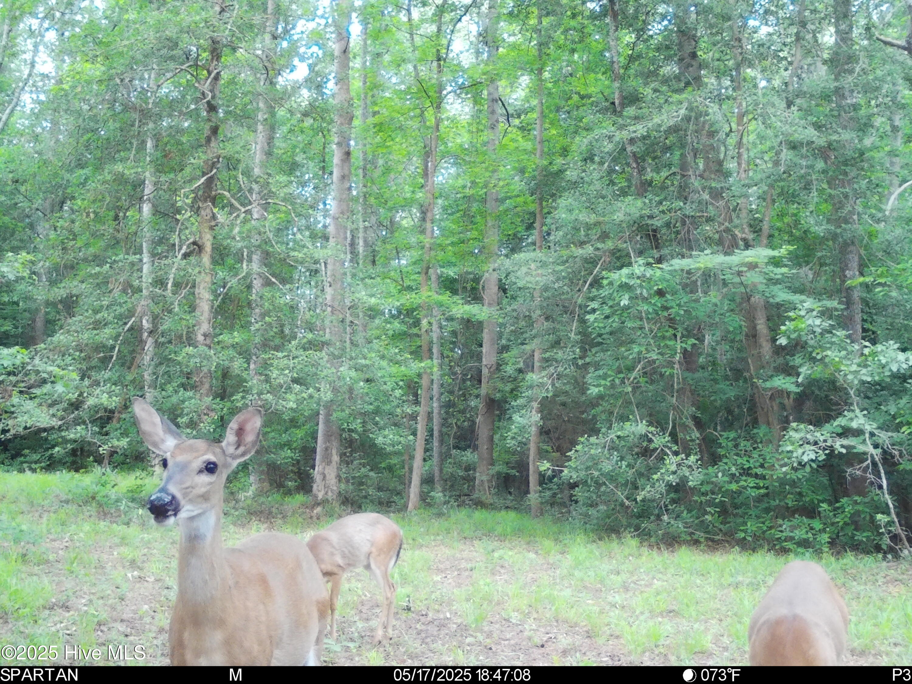 5369 Dilda Church Road Fountain, NC 27829 - Photo 45 of 46 Deer Hunting Opportunities