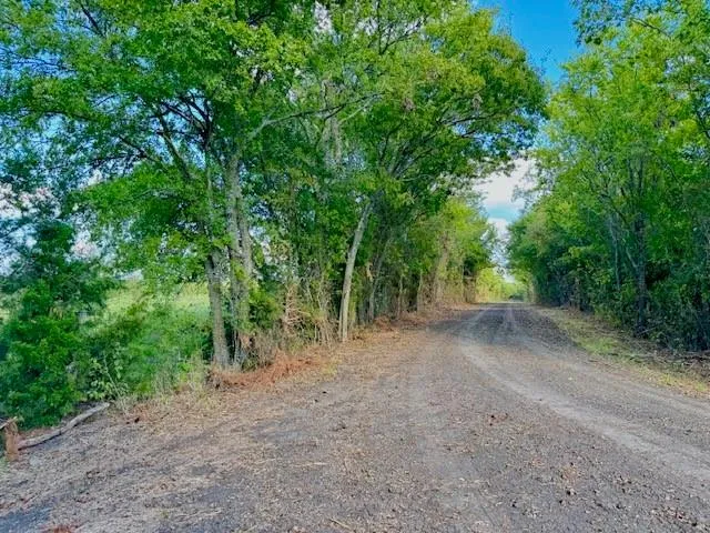 a view of a forest with trees in the background