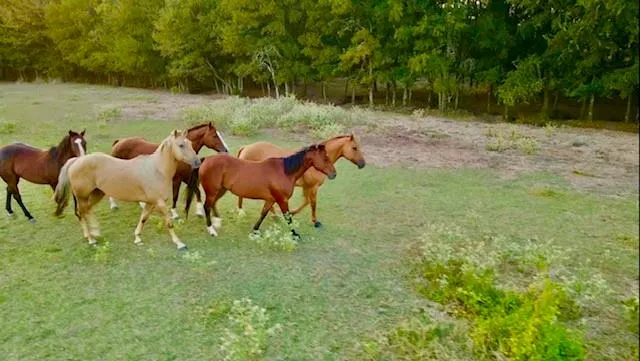 a view of three trees and a yard