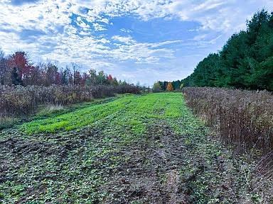 Na County Rd O Bruce, WI 54819 - Photo 6 of 50