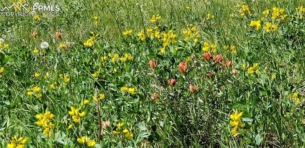 Upper Apex Road Idaho Springs, CO 80452 - Photo 15 of 25 a view of a plant