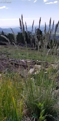 a view of a green field with lots of bushes