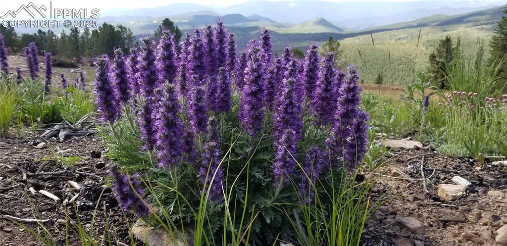 Upper Apex Road Idaho Springs, CO 80452 - Photo 22 of 25 a view of a garden with a building