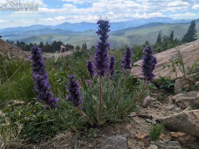 a view of a flower in a garden