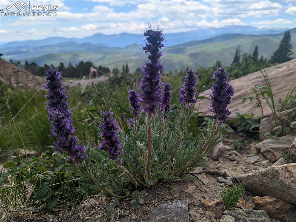 Upper Apex Road Idaho Springs, CO 80452 - Photo 24 of 25 a view of a lot of trees and houses