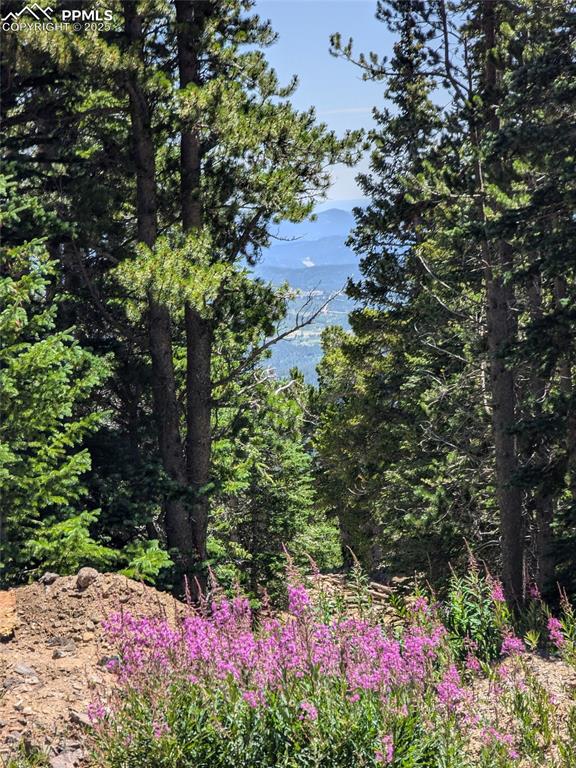Upper Apex Road Idaho Springs, CO 80452 - Photo 25 of 25 a view of a flower in a garden