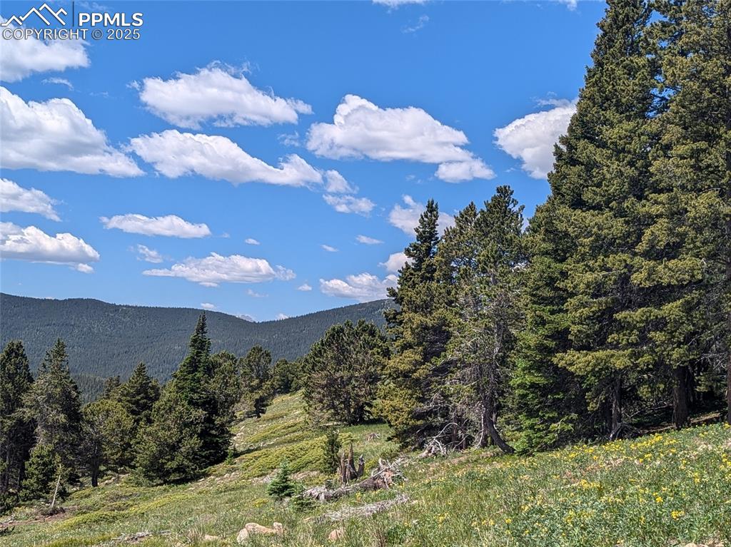 Upper Apex Road Idaho Springs, CO 80452 - Photo 4 of 25 a view of a bunch of trees