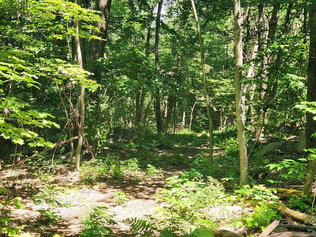 134 Mountain Road Princeton, MA 01541 - Photo 26 of 29 a plant view in yard