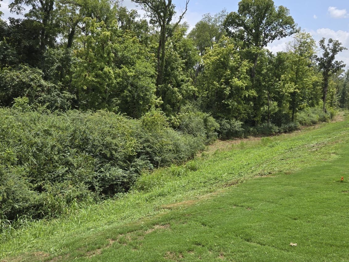 4218 Oswin Drive Murfreesboro, TN 37129 - Photo 29 of 40 a view of a lush green forest