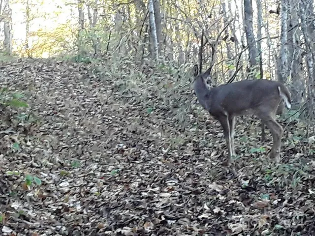 $696,500 | 2200 Walnut Creek Road, Marshall, NC 28753