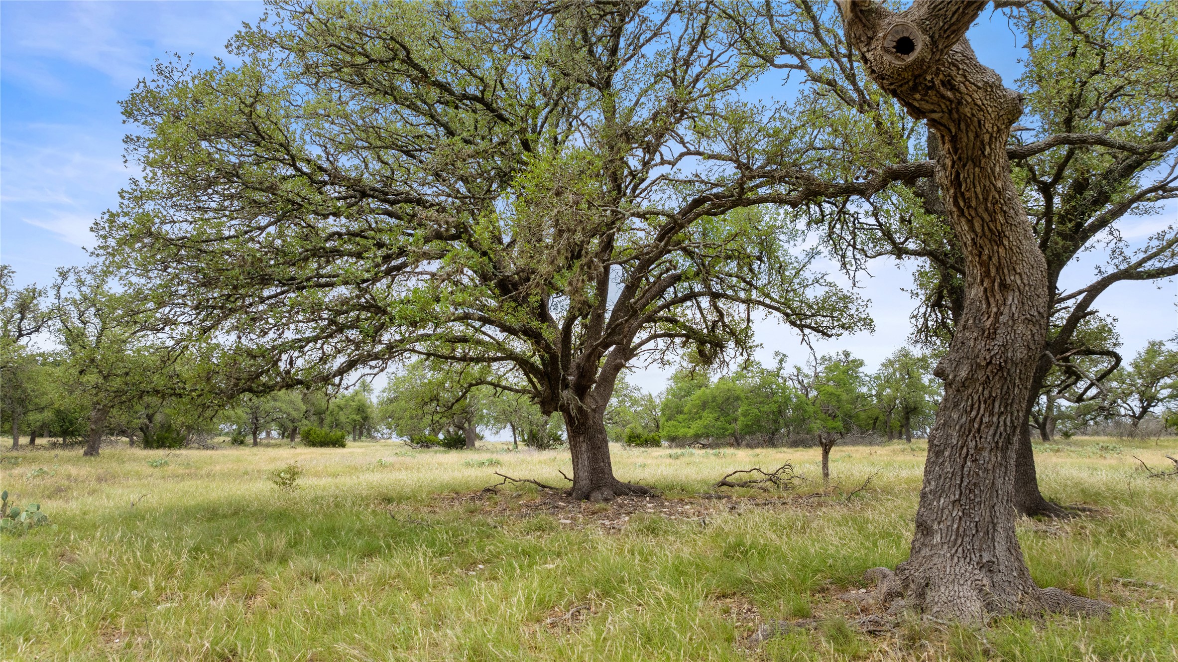 3049 Reservation Road Harper, TX 78631 - Photo 19 of 40 a view of yard with trees