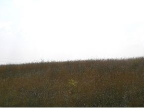 Lot 56 Walkers Bend Road, Unit 18 Gray, TN 37615 - Photo 1 of 9 View of Lot at the Road