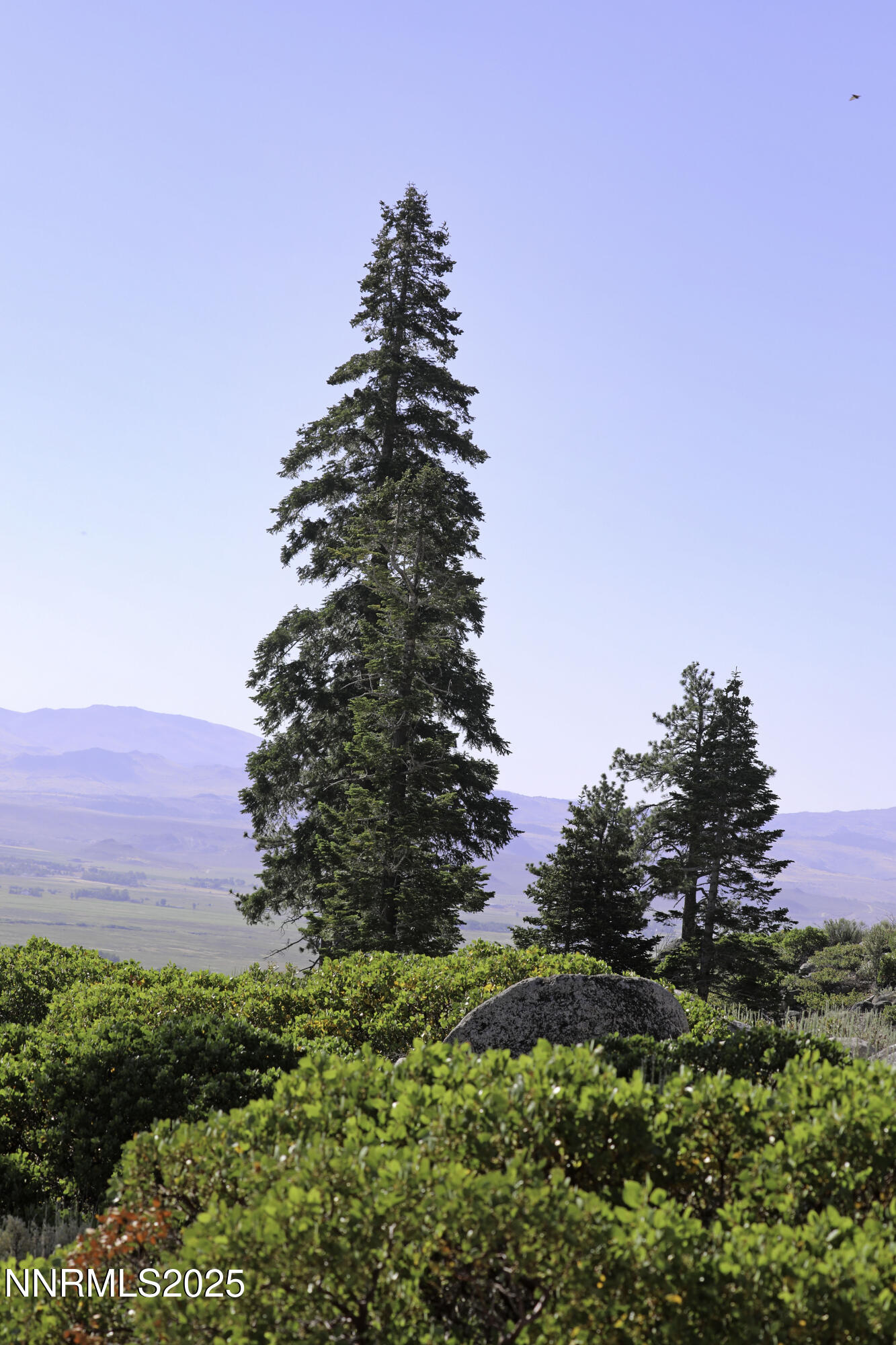 Tbd Tbd Kingsbury Grade Gardnerville, NV 89460 - Photo 13 of 31 a view of a yard