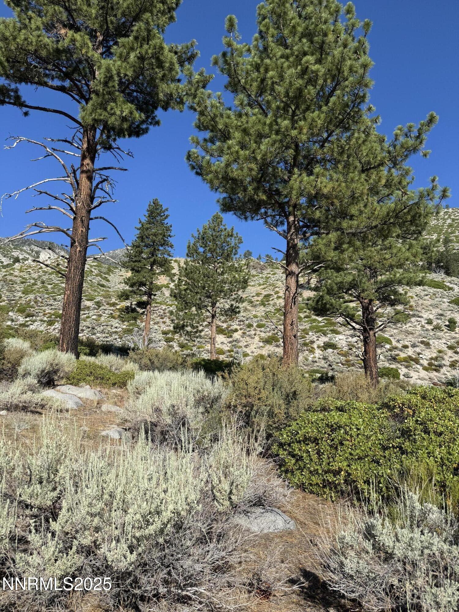 Tbd Tbd Kingsbury Grade Gardnerville, NV 89460 - Photo 21 of 31 a view of a yard