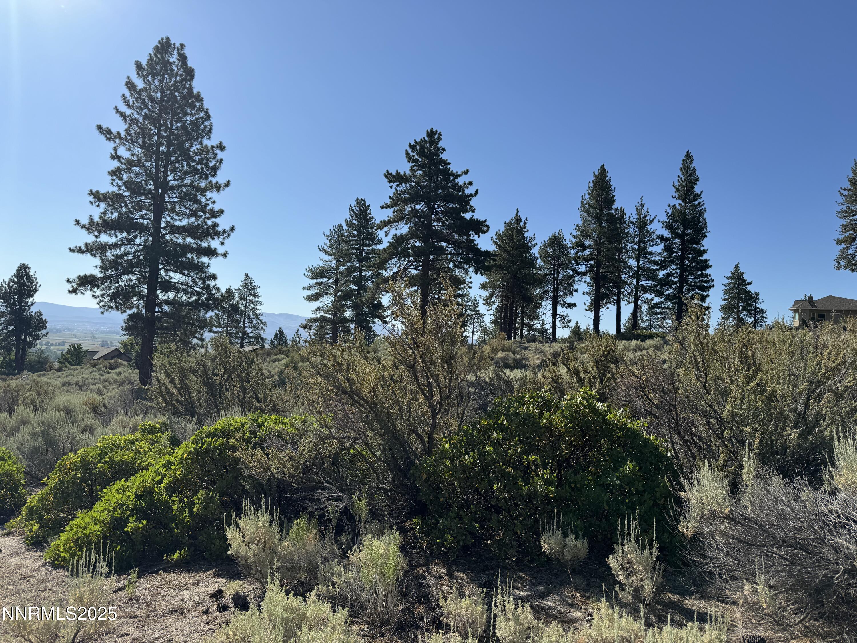 Tbd Tbd Kingsbury Grade Gardnerville, NV 89460 - Photo 23 of 31 a view of a forest with a tree in the background