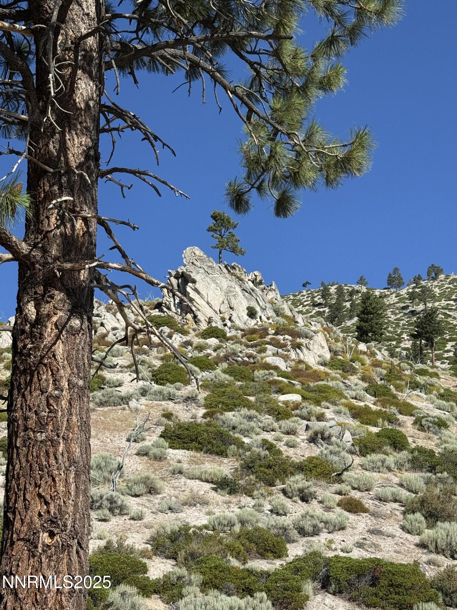 Tbd Tbd Kingsbury Grade Gardnerville, NV 89460 - Photo 25 of 31 a view of a backyard of the house