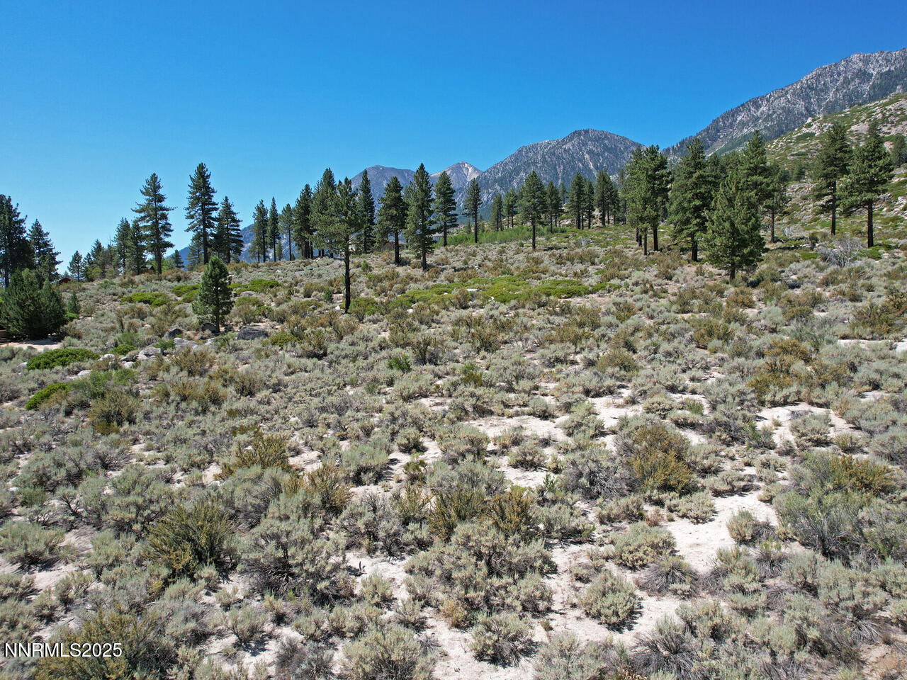 Tbd Tbd Kingsbury Grade Gardnerville, NV 89460 - Photo 27 of 31 a view of a forest with a tree in the background