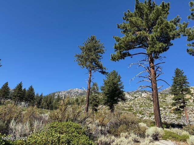 Tbd Tbd Kingsbury Grade Gardnerville, NV 89460 - Photo 29 of 31 a view of a garden