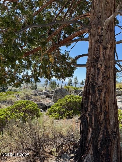 Tbd Tbd Kingsbury Grade Gardnerville, NV 89460 - Photo 3 of 31 a view of a tree in a yard
