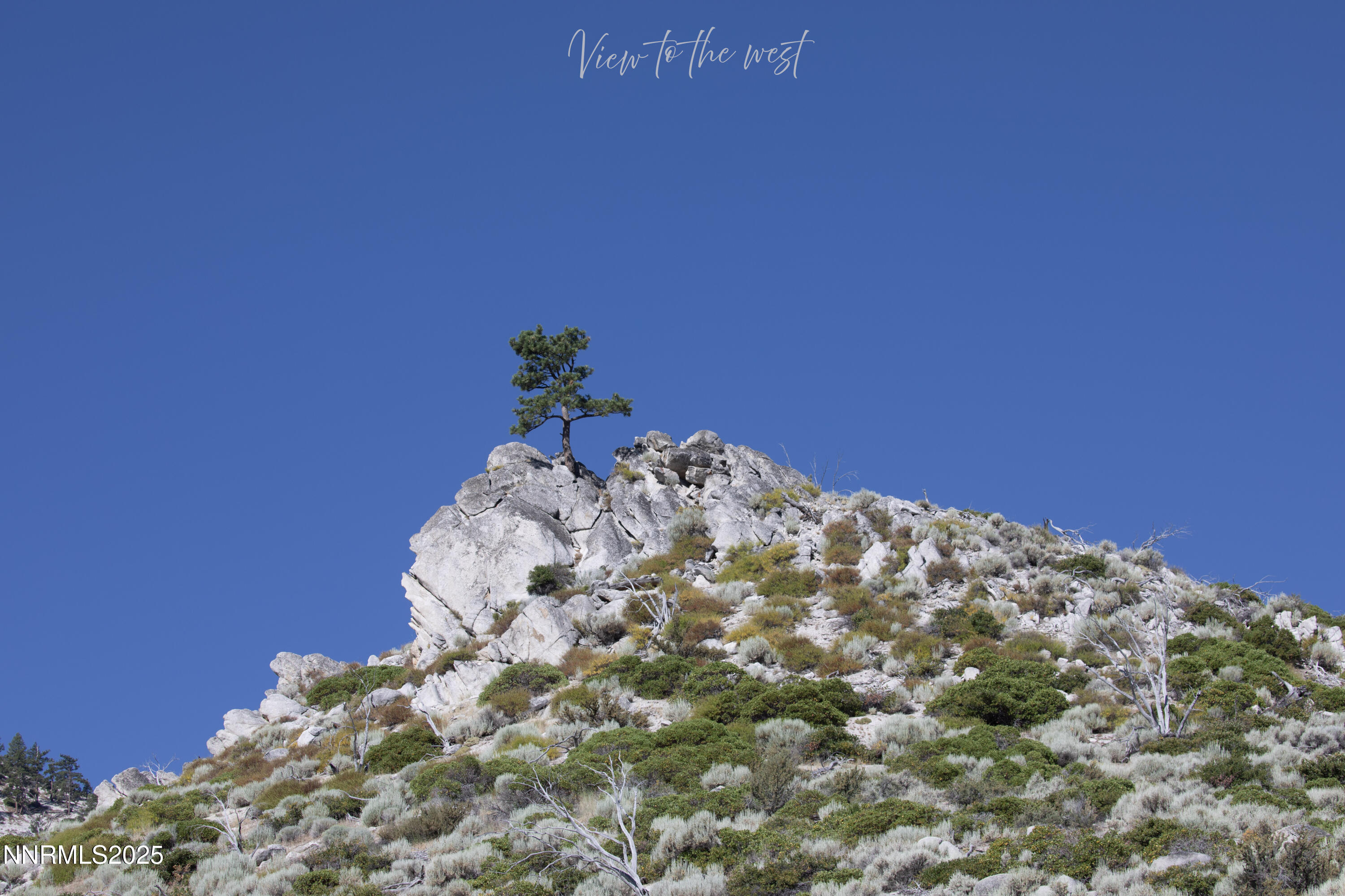 Tbd Tbd Kingsbury Grade Gardnerville, NV 89460 - Photo 6 of 31 a close up of a plant in a garden