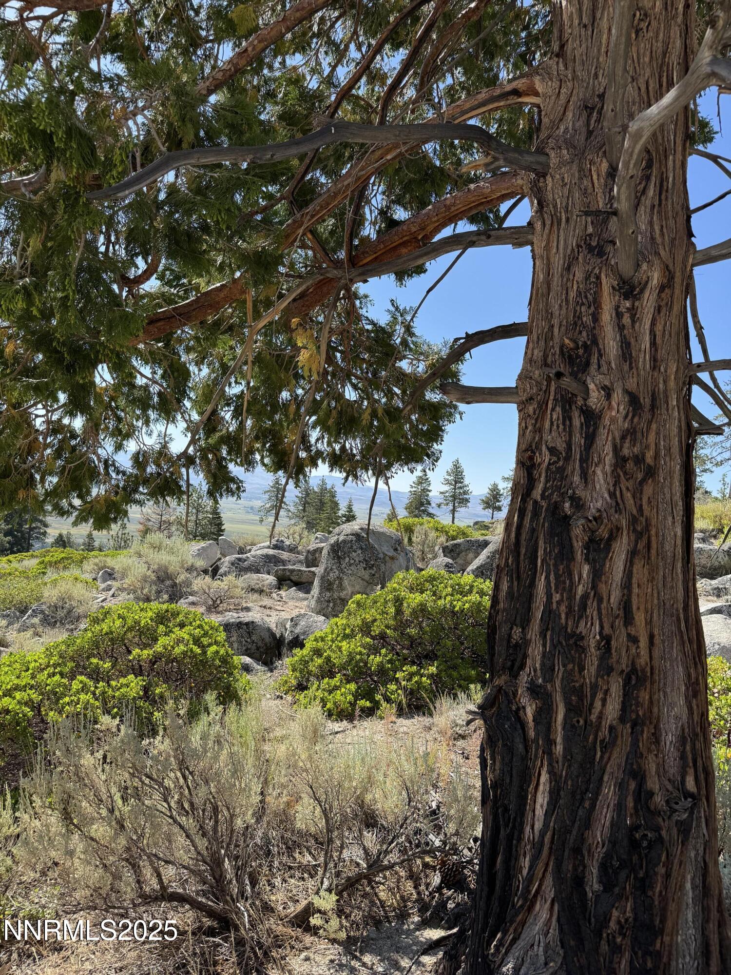 Tbd Tbd Kingsbury Grade Gardnerville, NV 89460 - Photo 10 of 31 a view of a tree in a garden