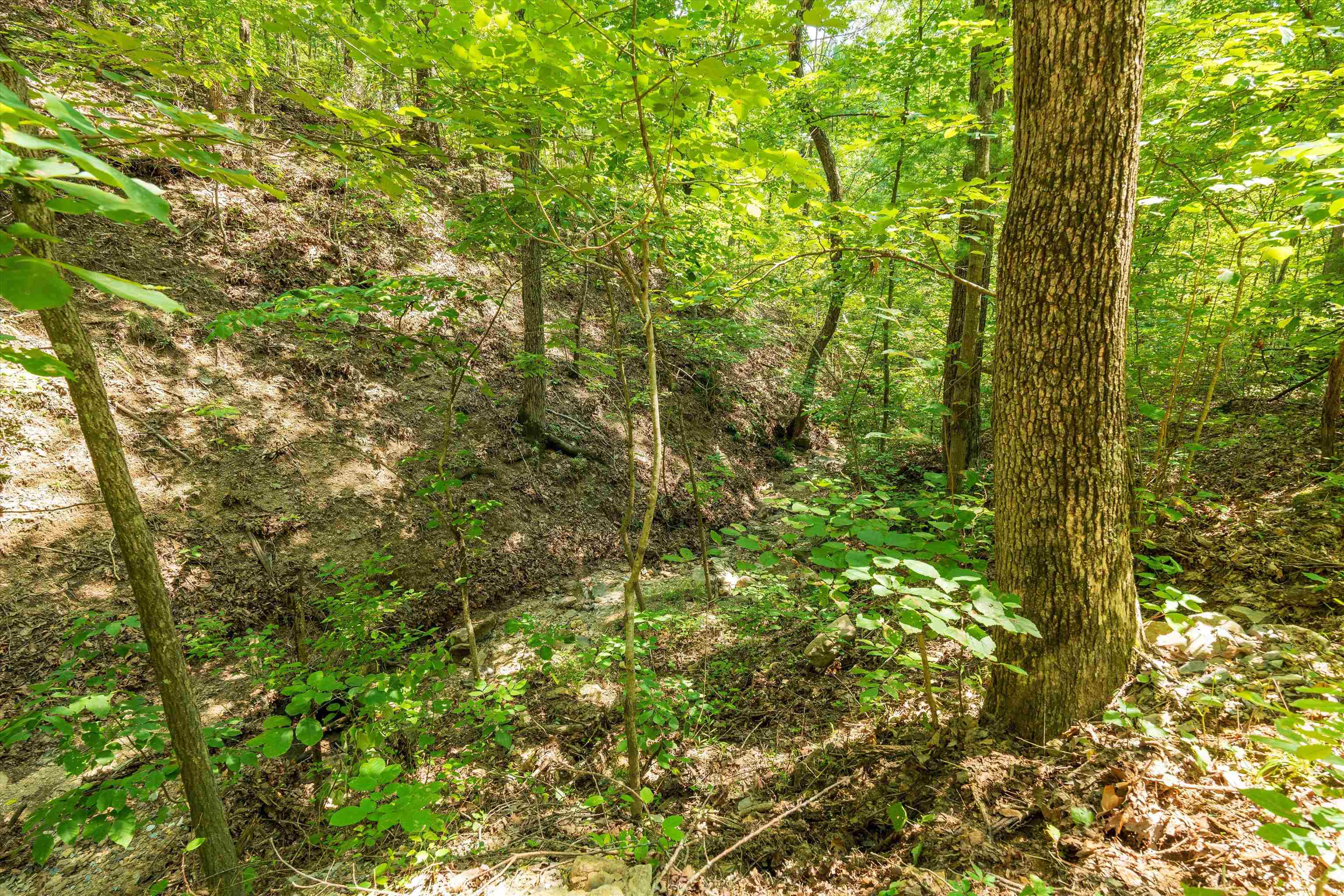 Tbd Shale Road Shenandoah, VA 22849 - Photo 12 of 19 a view of a lush green forest