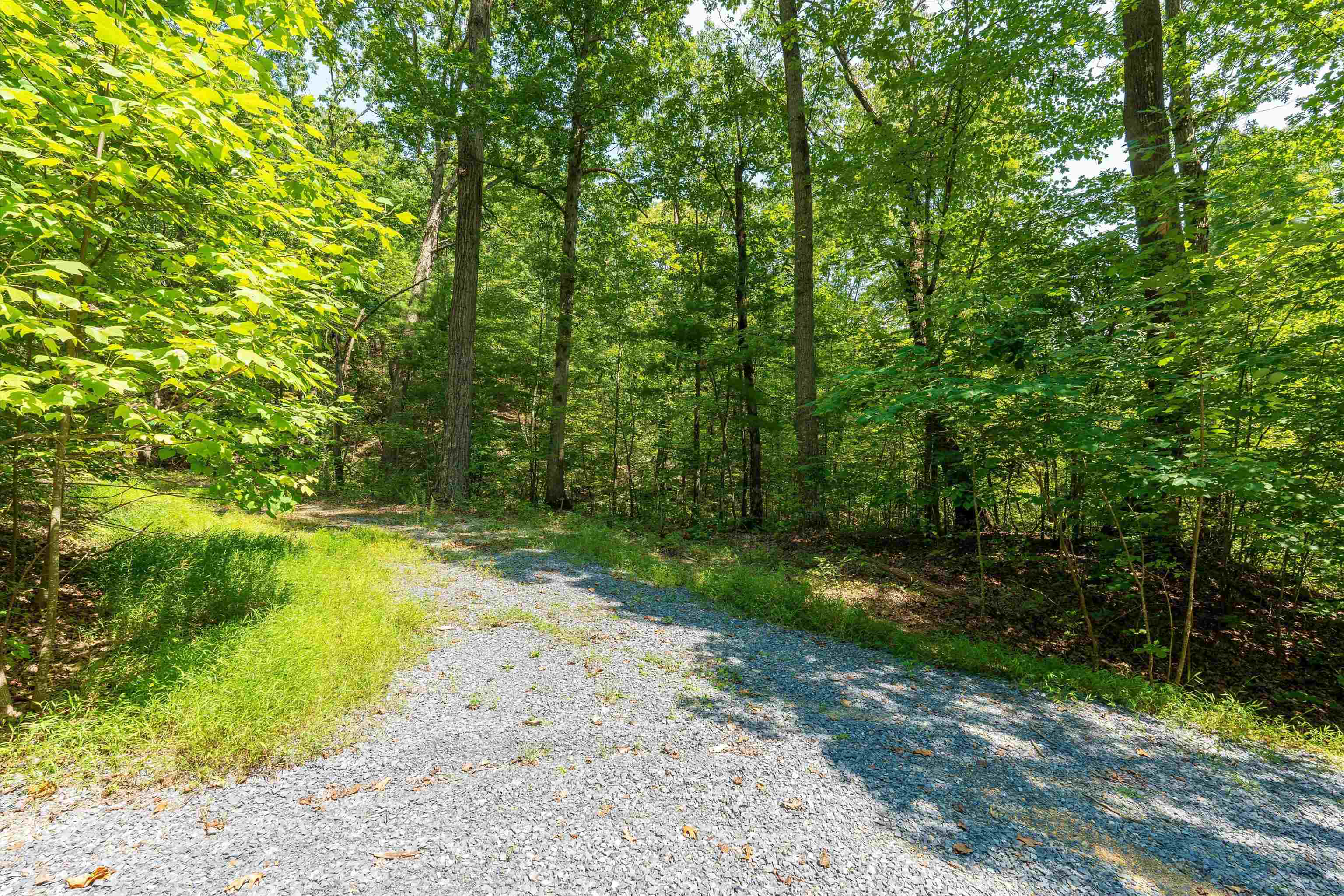Tbd Shale Road Shenandoah, VA 22849 - Photo 8 of 19 a view of a yard with plants and large trees