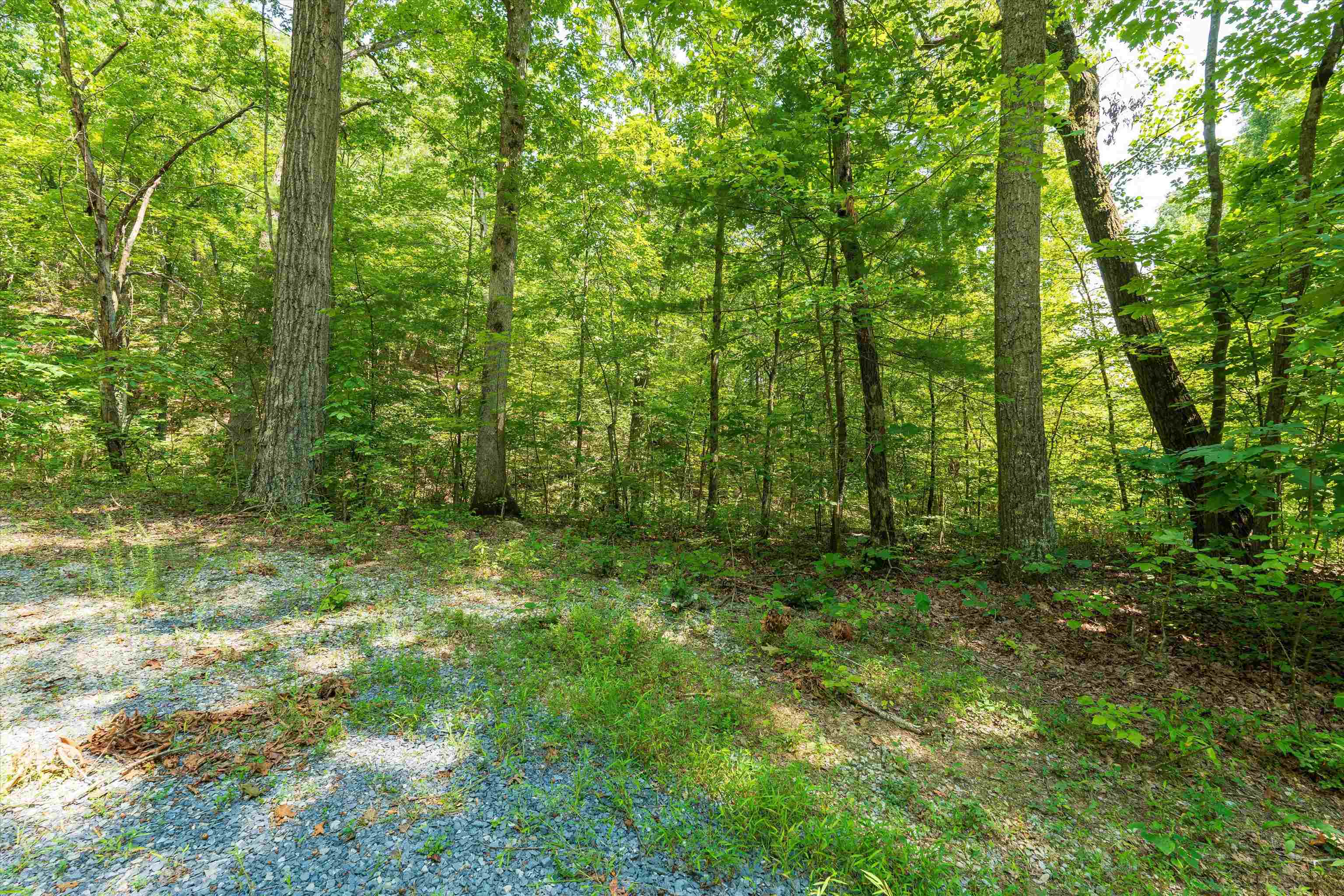 Tbd Shale Road Shenandoah, VA 22849 - Photo 10 of 19 a view of a lush green forest
