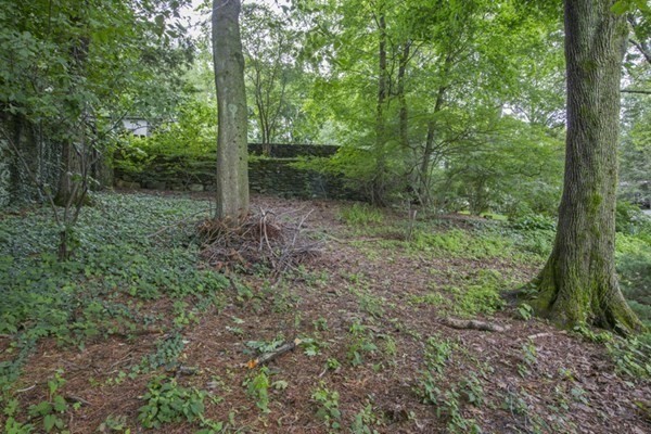 150 Buckminster Road Brookline, MA 02445 - Photo 13 of 25 a view of a forest that has large trees