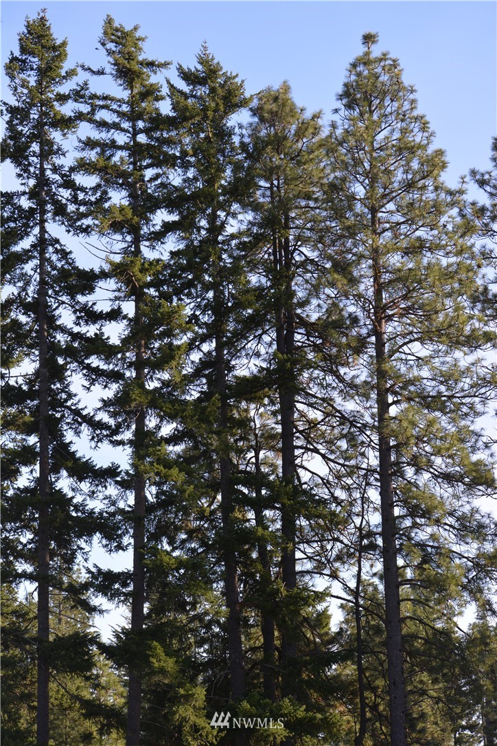 170 Rinky Dink Lane Cle Elum, WA 98922 - Photo 7 of 17