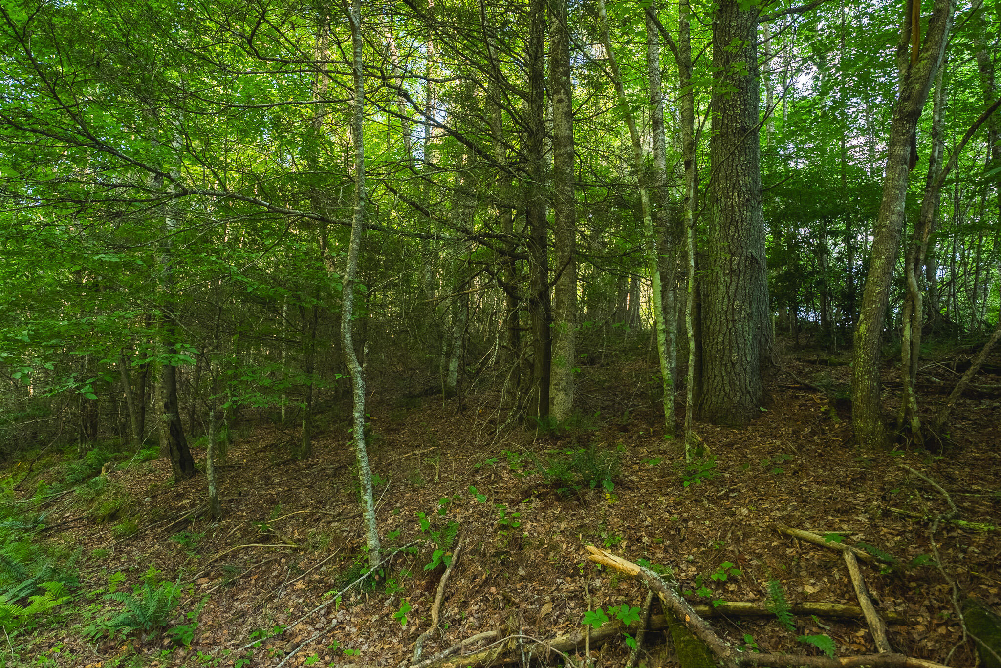 Tbd Sawmill Hill Road Northwest Willis, VA 24380 - Photo 36 of 40 a view of a forest