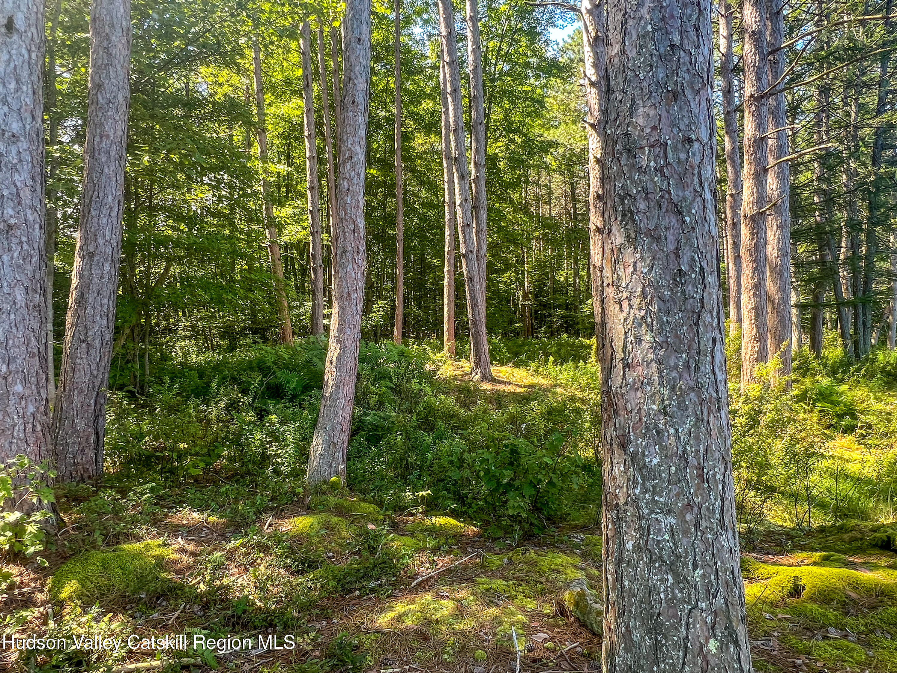 0 East Masonville Pond Road Sidney Center, NY 13839 - Photo 14 of 34 a view of a garden with plants