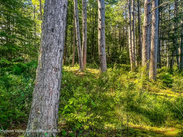a plant of lots of trees